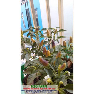 Cây ớt sẵn quả siêu cay F1 - Lai giữa ớt hiểm và ớt chỉ thiên