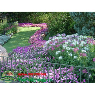 Hạt giống Hoa hồng ri - Rau củ quả trồng tại vườn, sân thượng, nông trang, ban công