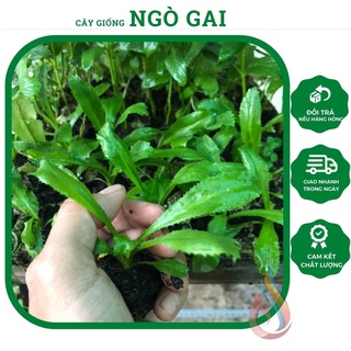 Cây rau giống Ngò Gai