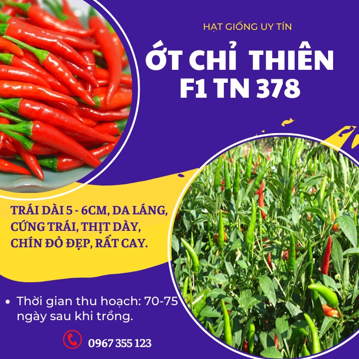 Hạt Giống Ớt Chỉ Thiên F1 Trang Nông 378