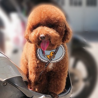 ❣️ Yếm đeo cổ dễ thương cho chó mèo