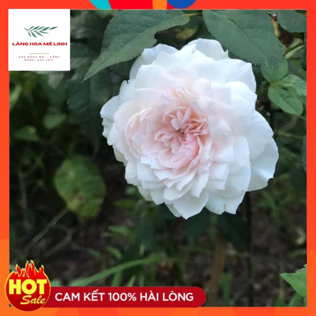 Hoa hồng Misaki Rose [😘HOA NHẬT SIÊU THƠM😘]- Nếu bạn muốn chọn một giống hoa khỏe, sai hoa, dễ trồng , hoa màu hồng phấn