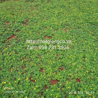 Hạt giống cây Lạc dại 50g