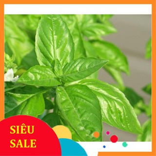 Hạt Giống Rau Quế Lá To Năng Suất Cao (10 Gr) - [MUA 3 TẶNG 1 CÙNG LOẠI] - Thơm Ngon THU THUY