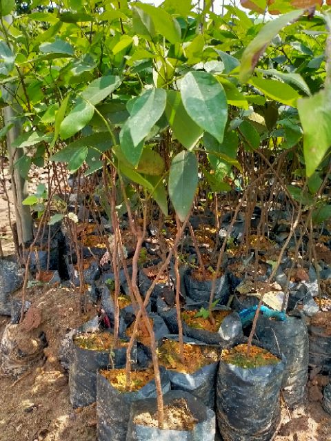 COMBO 3 CÂY HOA OSAKA VÀNG