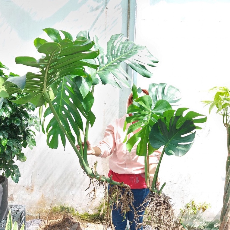 Cây Trầu Bà Nam Mỹ Monstera - Cây Trầu Bà Lá Xẻ (Size Trung) Để Sàn Trưng Nội Thất 50-60m