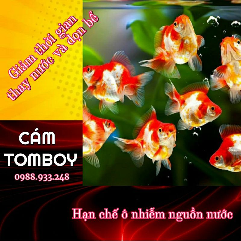 Cám Tomboy TB0 cho Tép, tôm, Cá nhỏ|Túi 0.3Kg