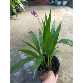 Địa lan bông tím
