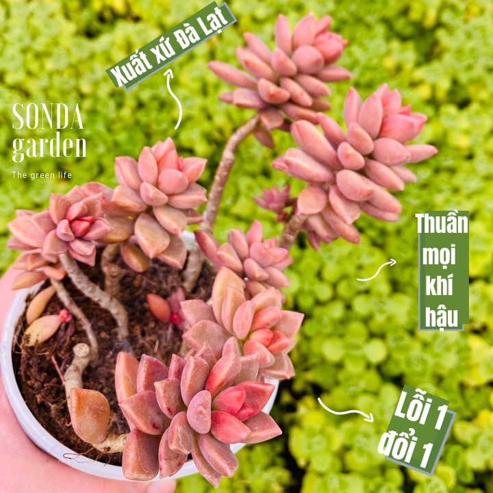 Sen đá đá nâu bụi cổ thụ SONDA GARDEN size trung bình 10-12cm, cây cảnh trang trí nhà cửa, lỗi 1 đổi 1