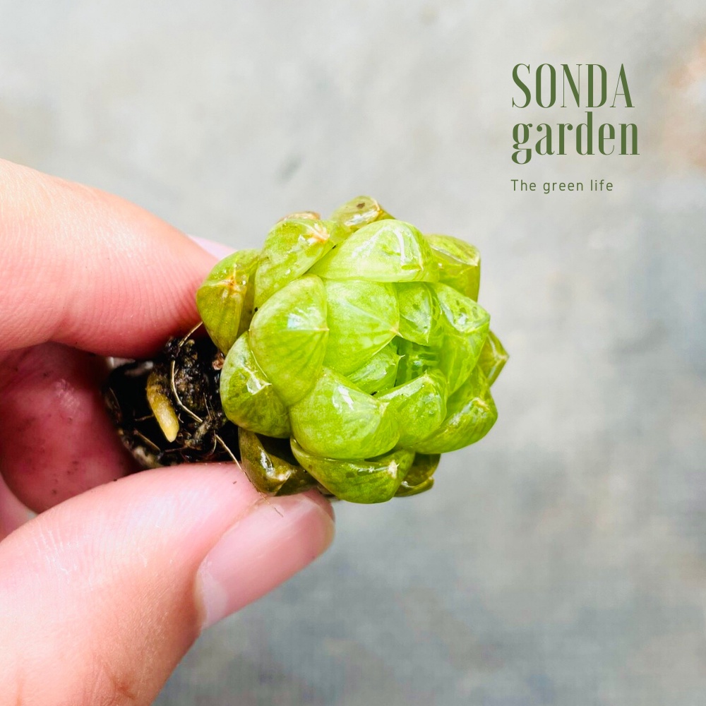 Sen đá ngọc lá bé SONDA GARDEN size mini 2.5-4cm, xuất xứ Đà Lạt, khoẻ đẹp, lỗi 1 đổi 1