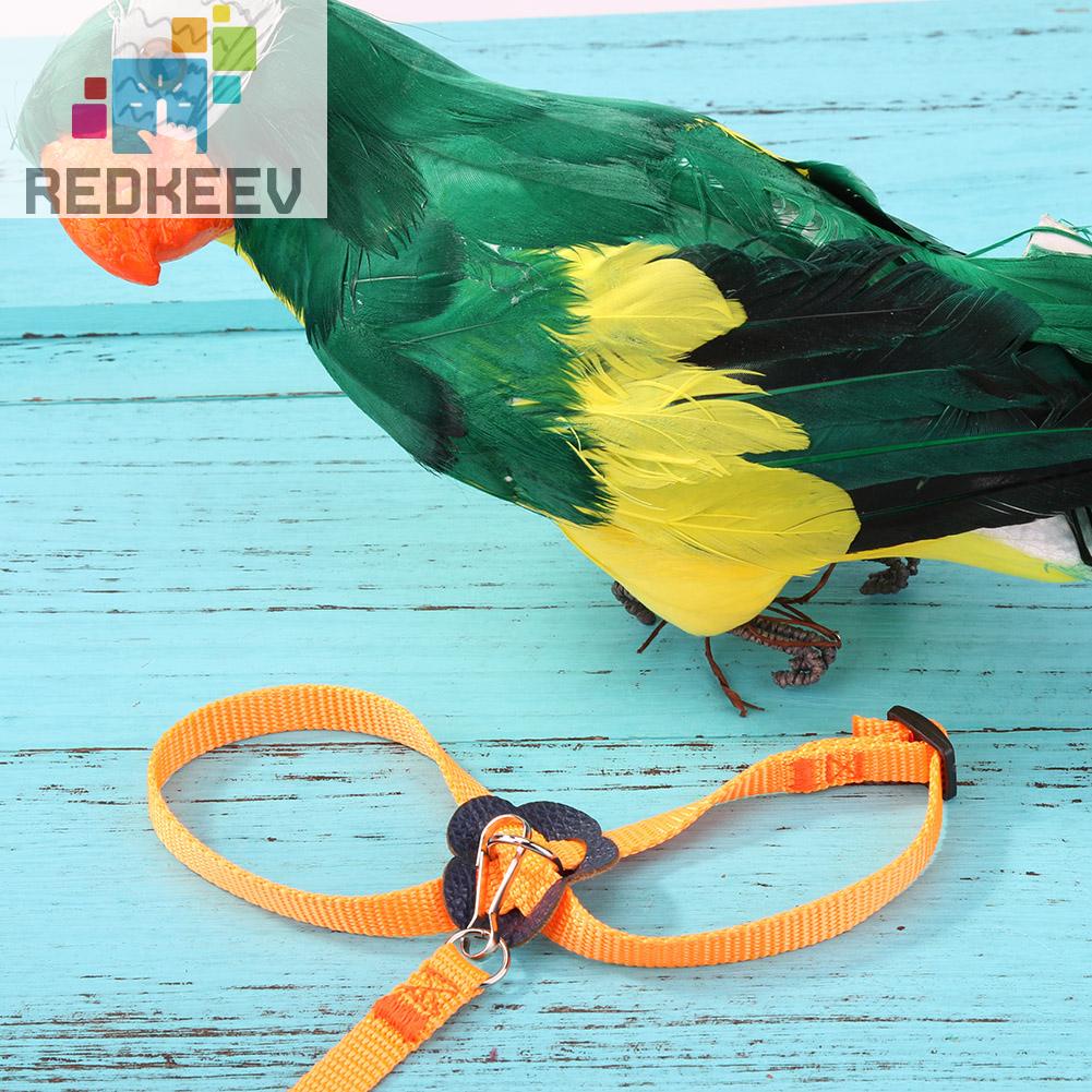 Dây Xích Huấn Luyện Vẹt Có Thể Điều Chỉnh Chống Bay