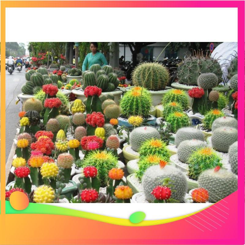 Hạt Giống Sương Rồng Mix - 10 Hạt  VIETGAR