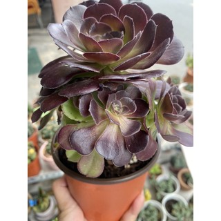 SEN ĐÁ AEONIUM ĐEN THÂN CỔ THỤ 20-25cm