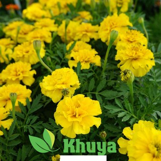 Hạt giống Hoa Vạn Thọ Ban Mai Pháp Vàng FVN FMAR109 Mỹ Alaska Yellow