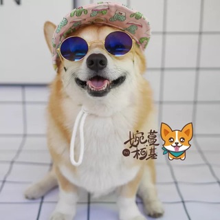 Kính mát dành cho chó mèo thú cưng