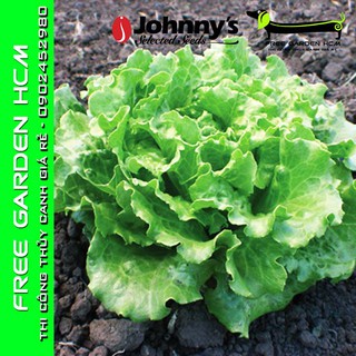 COMBO 100 HẠT GIỐNG XÀ LÁCH BỌC MEN NEVADA – Johnny’s Seed – Mỹ