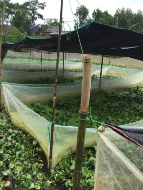 Tráng lưới nuôi ốc nhồi - 15 mét vuông cao sâu 1,3 mét