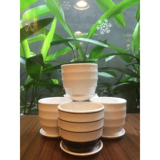 Chậu trồng cây sứ Bát Tràng