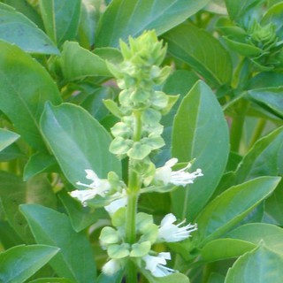 Hạt giống rau húng thơm trắng- É Trắng VTS44 | Vạn Tín Store