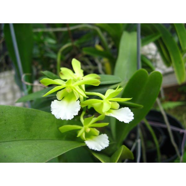 Hoa phong lan cù lao minh