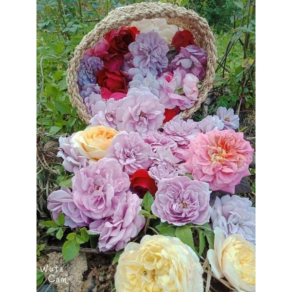 Tự nhiên 100% Nước Hoa Hồng | Thế Giới Skin Care