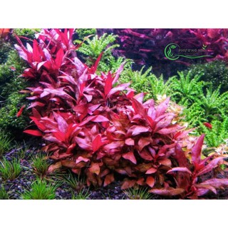 Cây Huyết tâm lan lá nước