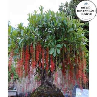 Cây lộc vừng giống cao 20cm.