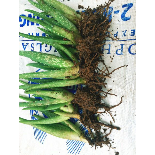 Cây nha đam trồng vườn nhà (giống mỹ bẹ to)