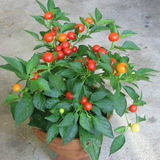 30 Hạt giống Ớt kiểng tròn 