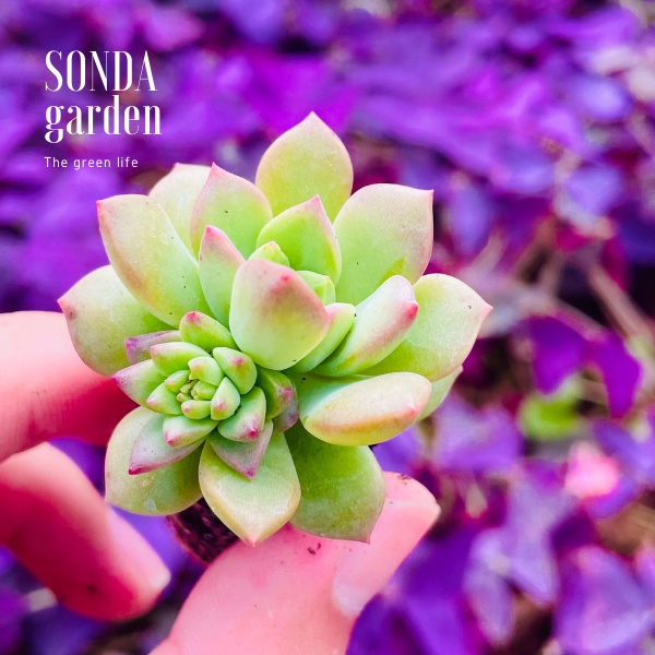 Sen đá mặt trời SONDA GARDEN size mini 2.5-4cm, xuất xứ Đà Lạt, khoẻ đẹp, lỗi 1 đổi 1