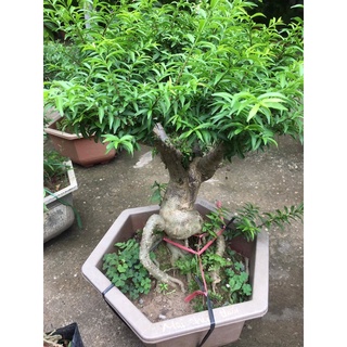Cây hoa bon sai mai chiếu thuỷ gốc 10cm