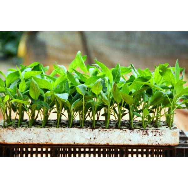 Hạt Giống Dưa Pepino  - Giàu Dinh Dưỡng, Năng Suất Cao - MUA 3 TẶNG 1 CÙNG LOẠI