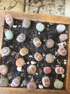 Combo 10/13 cây Thạch Lan/Lithops size 1.1-1.6cm