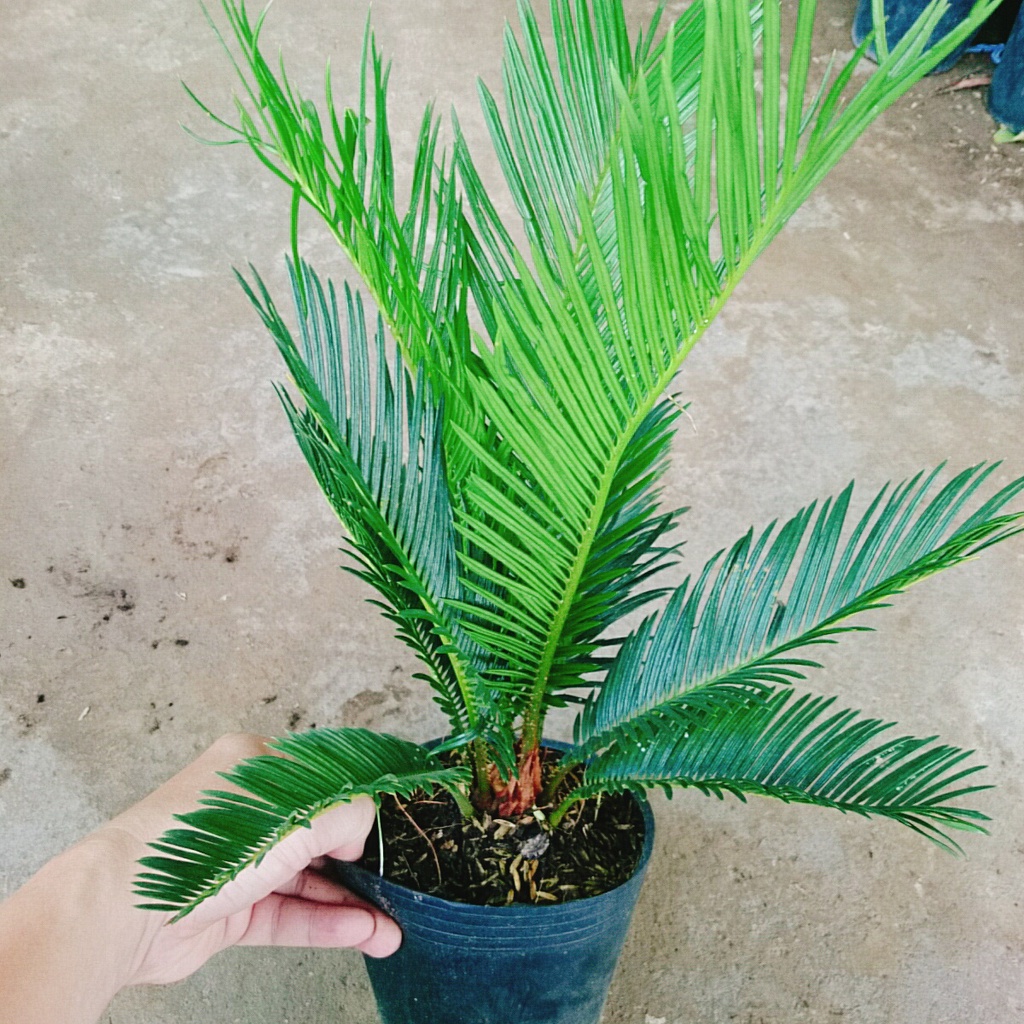 Cây thiên tuế  - cây cảnh để bàn