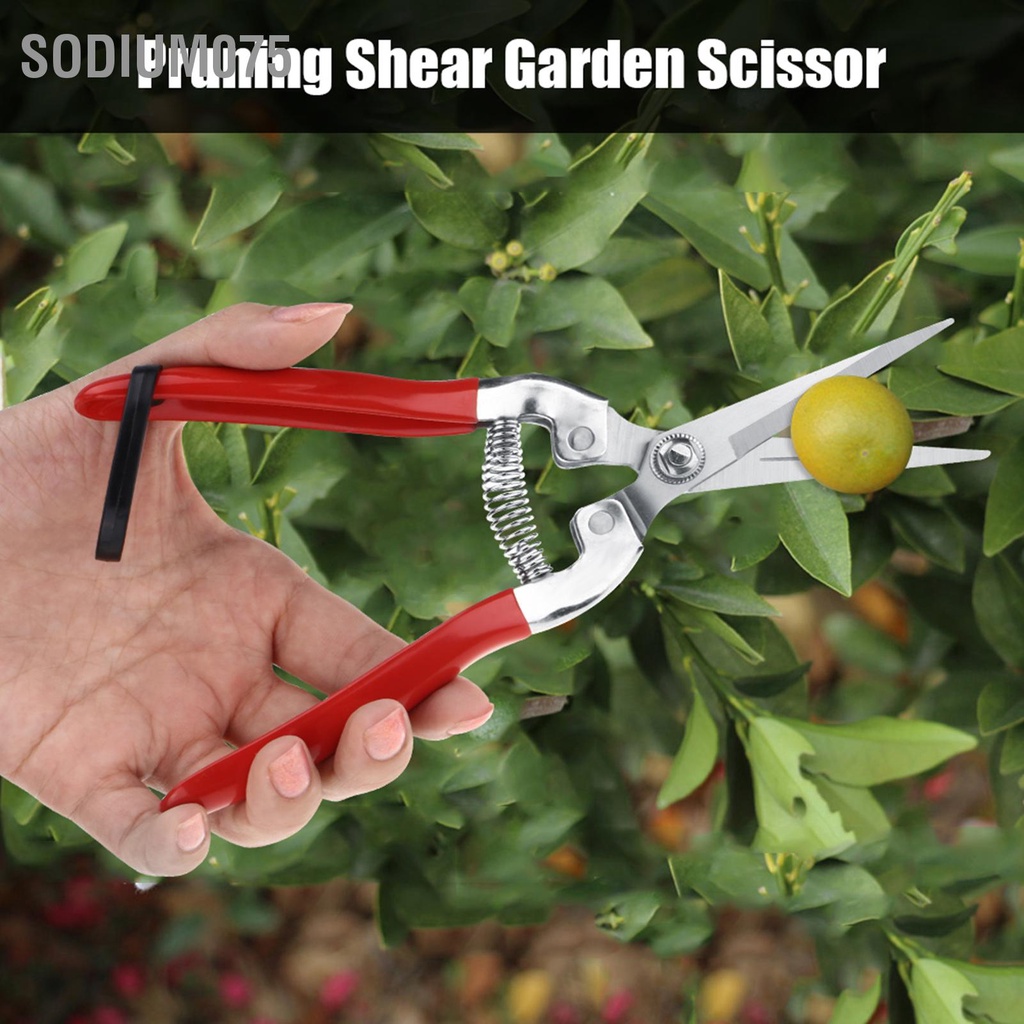 Có thể bán buôn  1Pc Sturdy Fruit Tree Bonsai Gardening Cắt tỉa Shear Garden Scissors Pruner Tool Curved Blade Sodium075 Hàng giao ngay