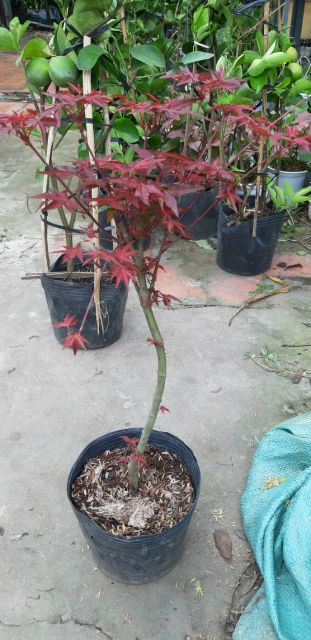 Phong lá Đỏ☆☆☆☆☆