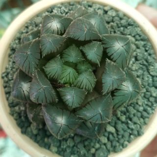 Haworthia Obtusa OB-1 ( Có ngọc trắng)