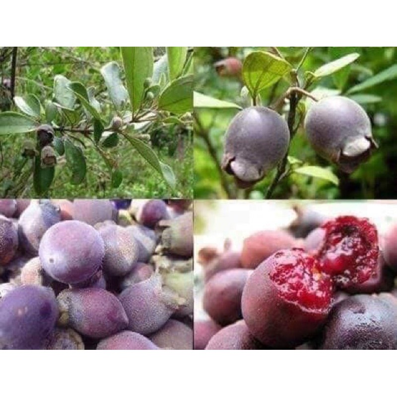 quả sim rừng  khô túi 1kg