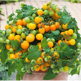 Hạt giống cà chua bi vàng lùn