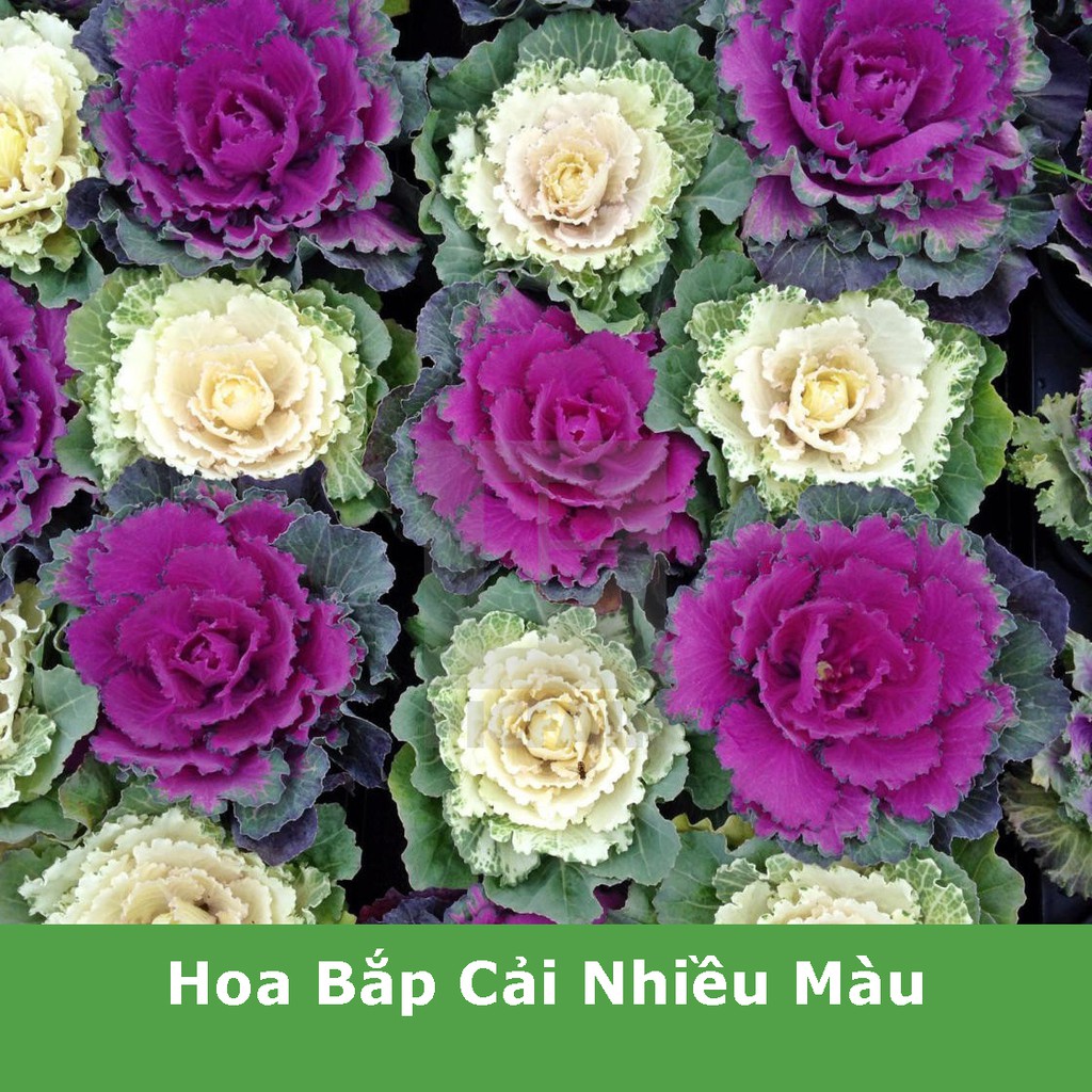 Hạt Giống Hoa Bắp Cải Nhiều Màu