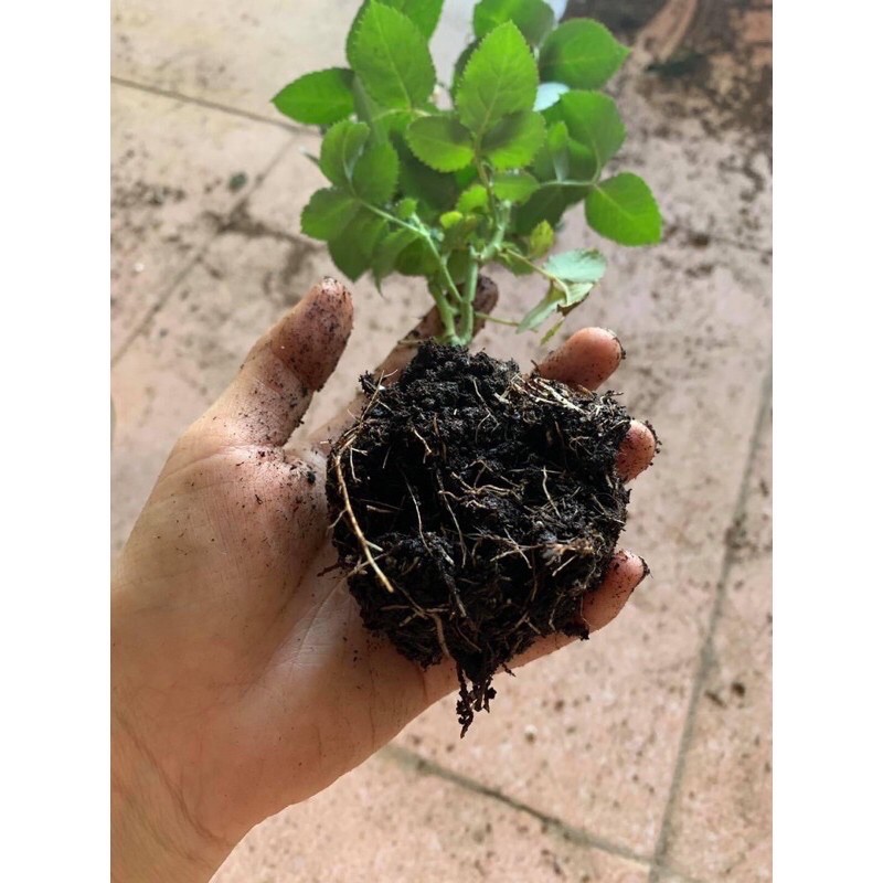 Hồng teza giống siêu đẹp