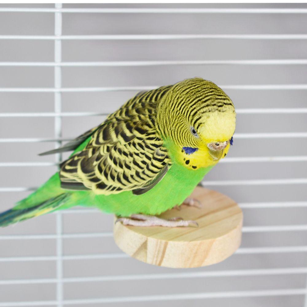 JARRED Bệ Đứng Bằng Gỗ Cho Chim Vẹt / Chuột Hamster Cỡ Nhỏ