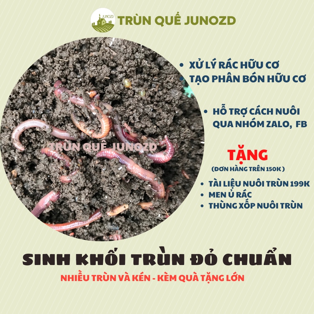 Phân trùn Que-loại trùn đỏ Estential Fetida (Chuyên xử lý rác hữu cơ)