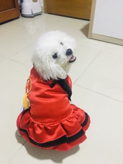 Quần áo Tết cho thú cưng