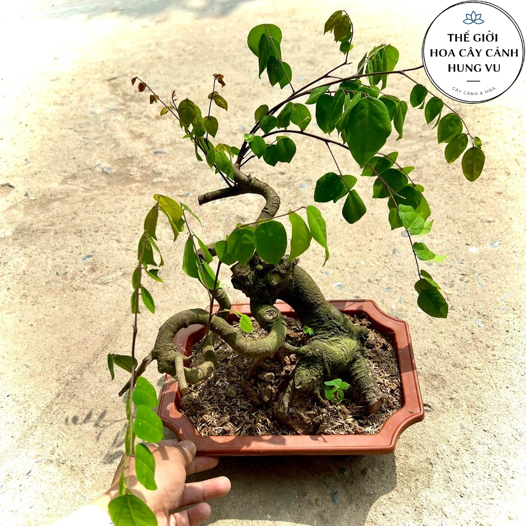 Cây khế bonsai cao 30-40cm - Khế ngọt THẾ GIỚI HOA CÂY CẢNH