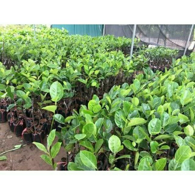MÍT THÁI RUỘT ĐỎ INDO CÂY GHÉP CHO QUẢ SAU 16THANG TRỒNG