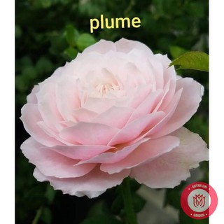 Cành Chiết Hồng Ngoại Plume Cành Chiết Hoa Hồng