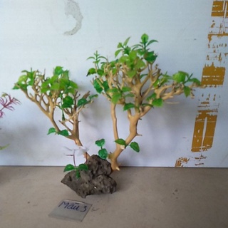 bonsai bể cá cảnh