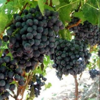 CÂY GIỐNG NHO ĐEN KHÔNG HẠT LEO DÀN
