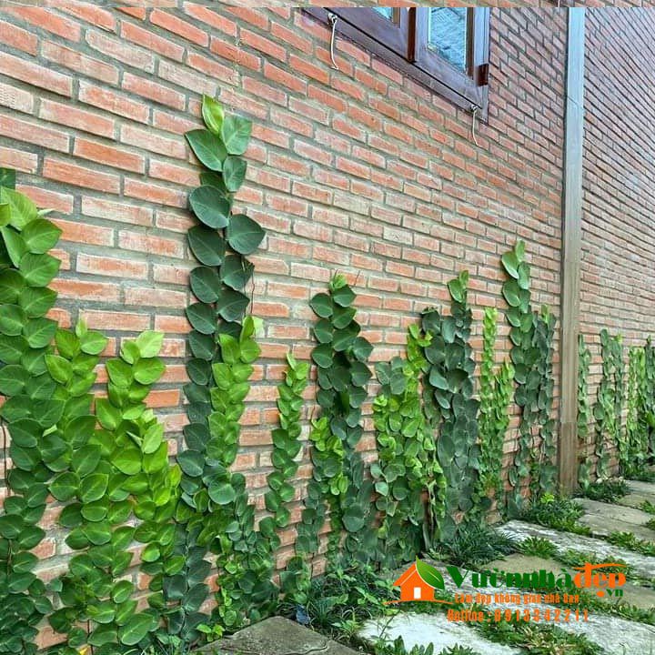 Cây tắc kè thái - Cây cảnh sân vườn - caykiengsadec